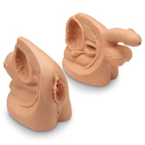Life/form Male  Female Catheter Model Set